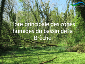 Flore zones humides Brèche.PNG